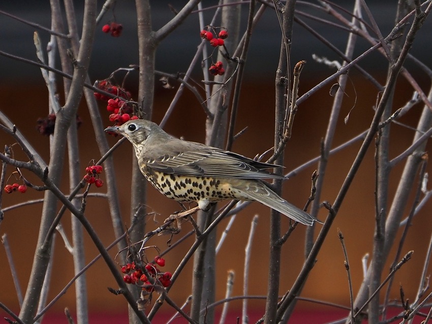 Passeriformes  sul Sorbo degli uccellatori (Sorbus aucuparia )